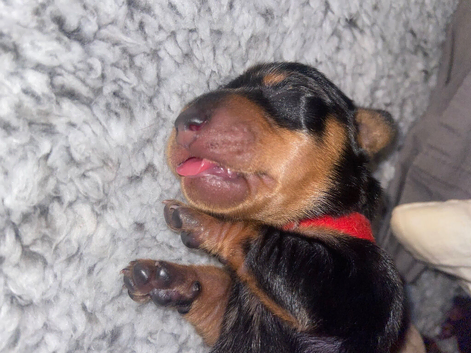 Beautiful mini Dachshund girls