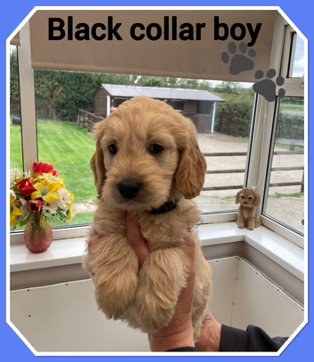 STUNNING F1 MINIATURE GOLDENDOODLES