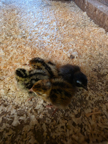 Mixed quail - day old