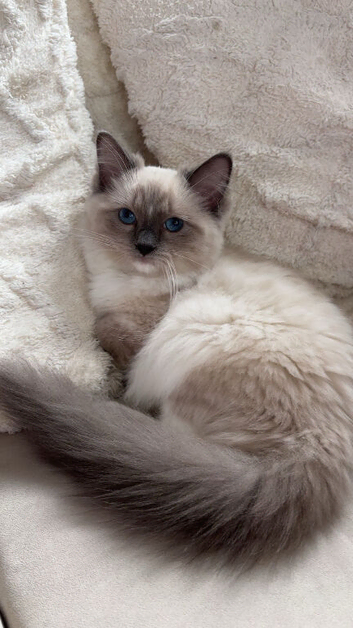 6 month old Blue point Ragdoll kitten