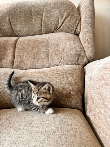 Kittens