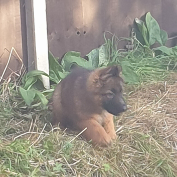 10 weeks old German shepherds