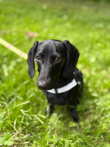 Miniature dachshund 6 months old