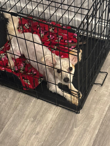 Maltese