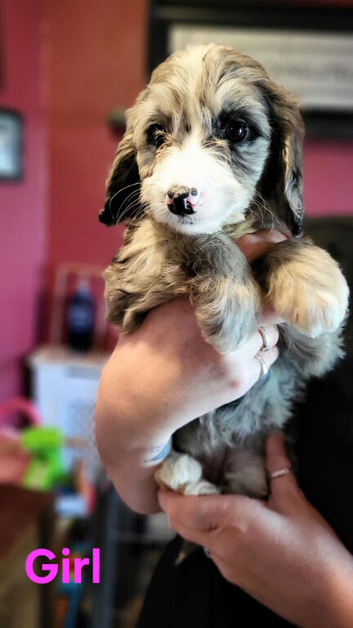 Cockapoo puppy's