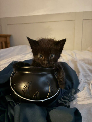 Kittens