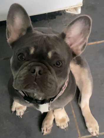 Female frenchie