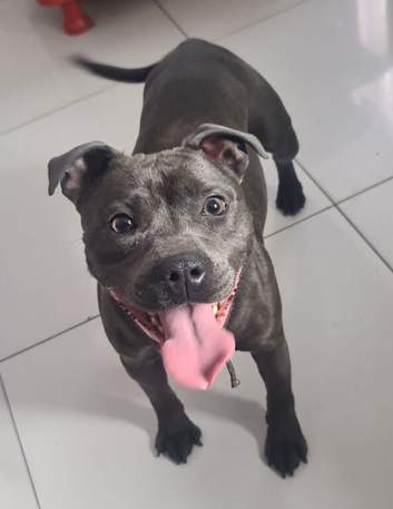 Blue staffy female