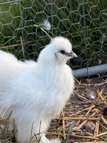 Mix of silkies