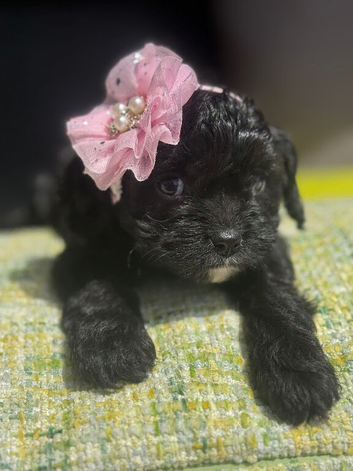 Beautiful little baby's