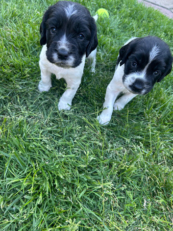 Family and working Sproker spaniels.