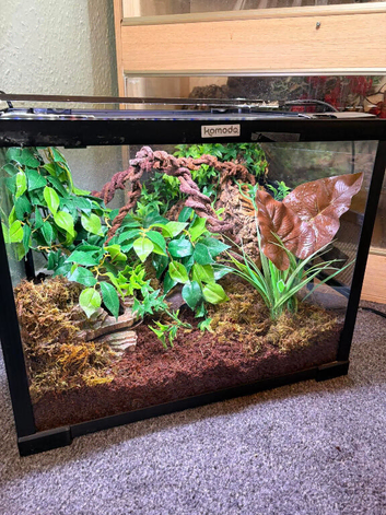 Young gecko with set up