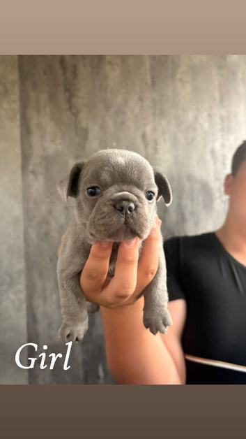 French bulldog puppies