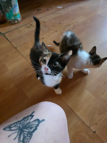 2 11 week old kittens looking for forever homes