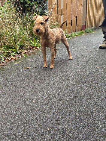 Female Lakeland terrier