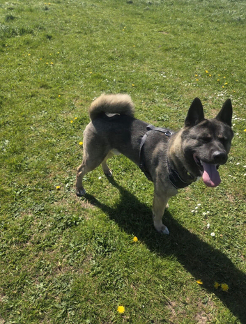 Milo 2yr old Akita