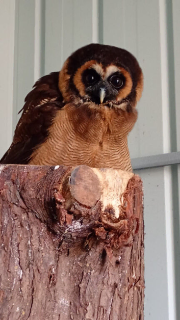 Asian wood owls