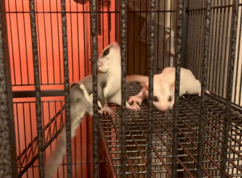 Ruby red eye baby sugar gliders