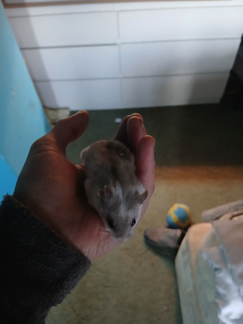 Pedegree Dwarf Chinese hamster