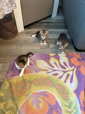 Tabby kittens