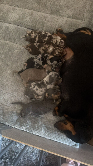 Miniature dachshund pups