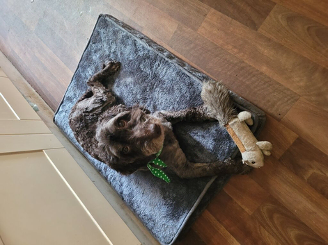 cockapoo