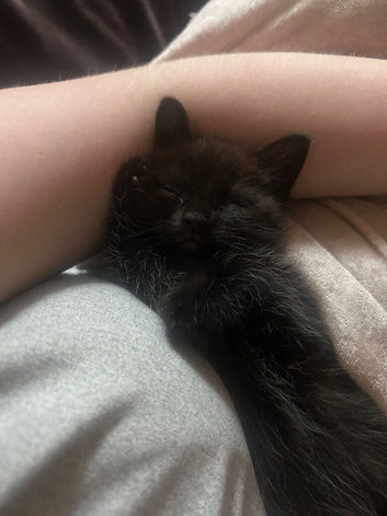 2 black female kittens