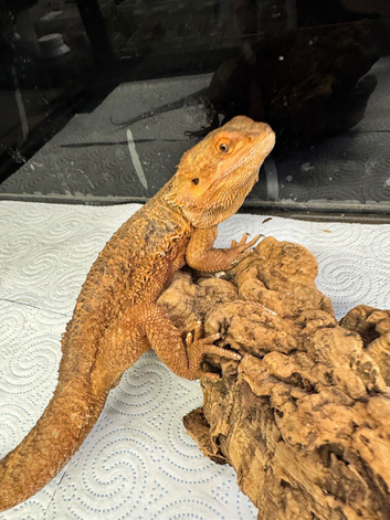 Bearded dragons and full setups - please read the add carefully
