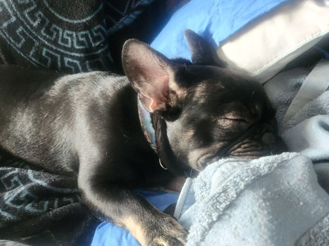 3 puppy for sale