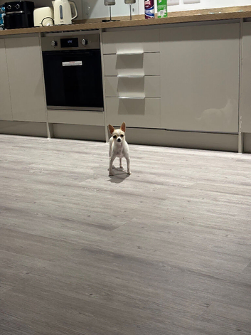 Chihuahua