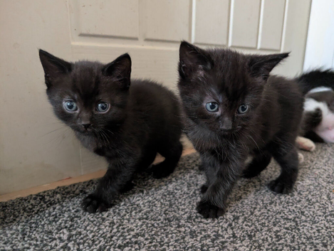 Kittens for sale