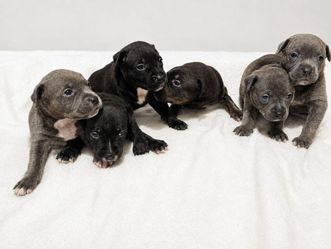 Beautiful Staffordshire pups