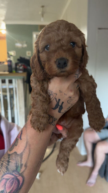 Gorgeous F1 Cockapoo Puppies 2 Females Left