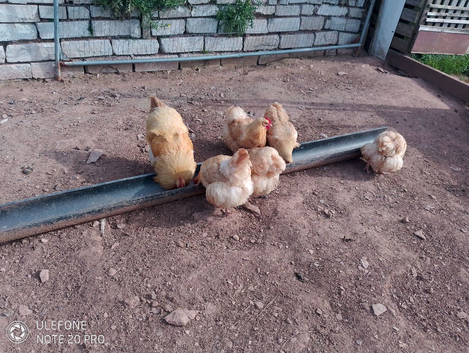Few Orpington chickens