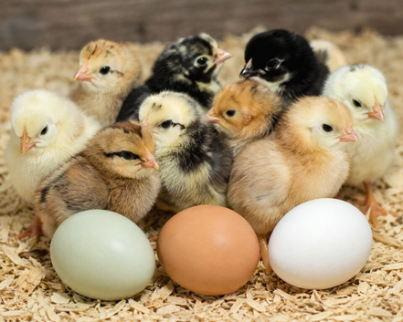 Mixed hybrid day old chicks