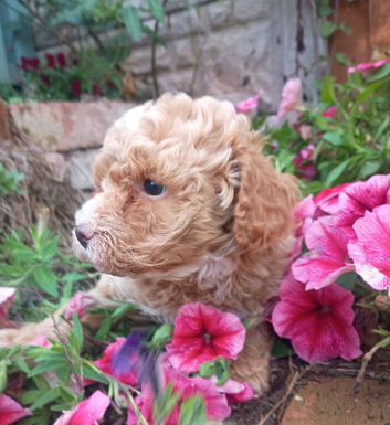 Toy Poodle apricot cream merle