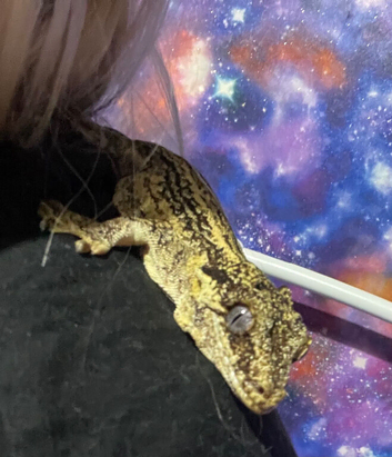 Gargoyle gecko