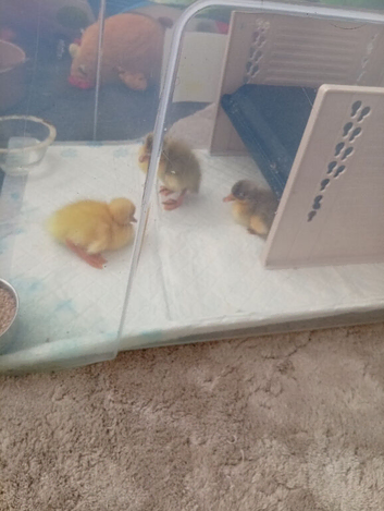 Indian Runner Ducks & Fertile Hatching Eggs