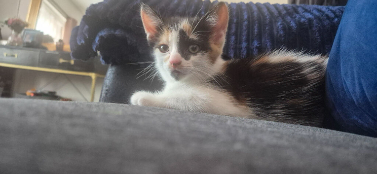Kittens for sale