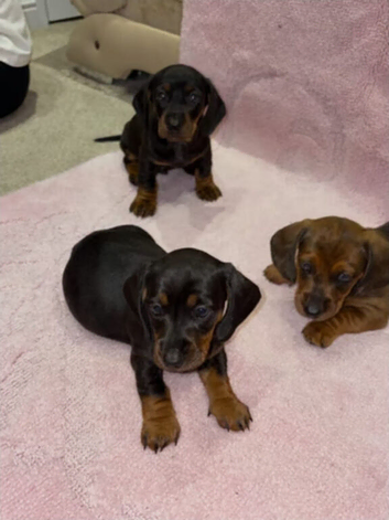 STUNNING MINIATURE DACHSHUND PUPPIES FOR SALE