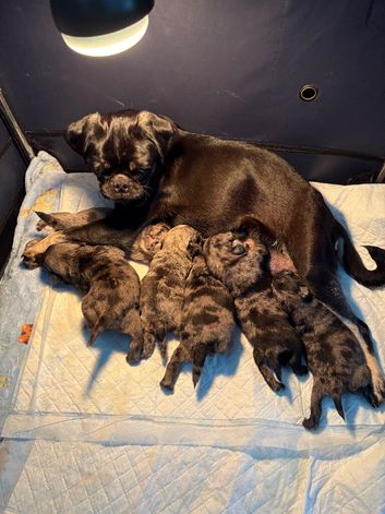 Bueatiful Merle pug babies