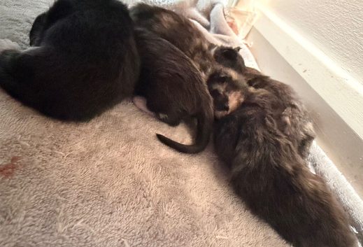 5 kittens ready in 7 weeks time, will update photos as the days/weeks go on.