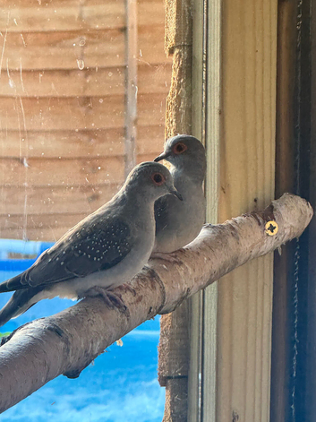 Diamond doves