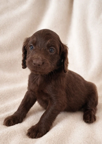 Cockapoo Puppies