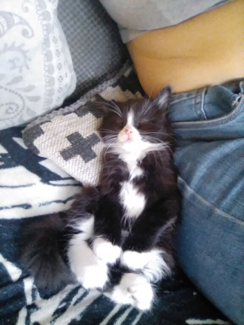 Gorgous main coon / ragdoll lady of the litter