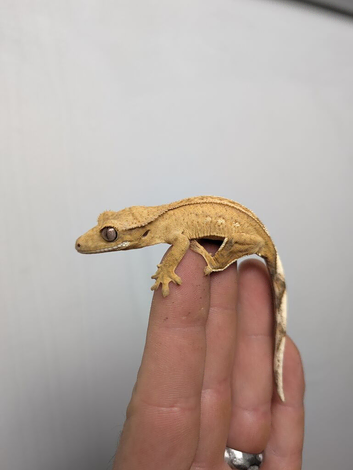 Baby crested geckos