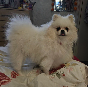2 year old white teddy bear pomeranian dog for sale