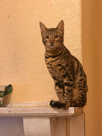 Male Bengal Kitten