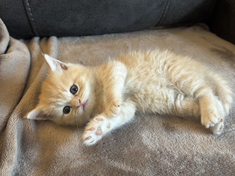 4 Kittens for sale