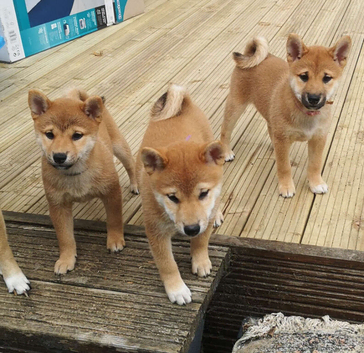 3 KC Shiba Girls looking for homes.